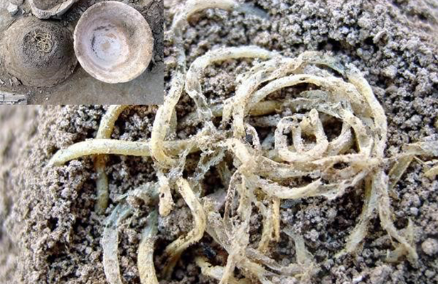 中國面條的起源與發(fā)展